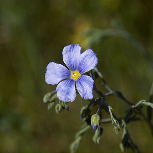 Blue_flax_X5200914_05-20-2020-001.jpg