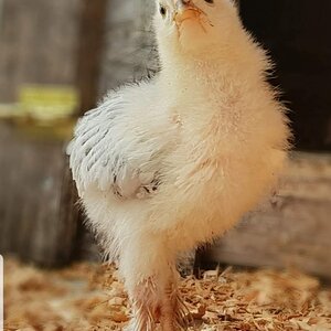 Light Brahma