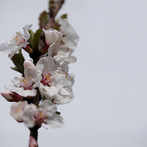 Nanking_cherry_blossoms_X5180881_05-18-2020-001.jpg