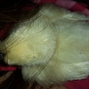 my sleeping little cotton ball