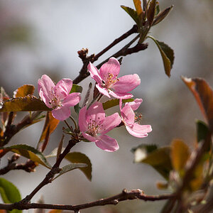 Crabapple_blossoms_X5230991_05-23-2020-001.jpg