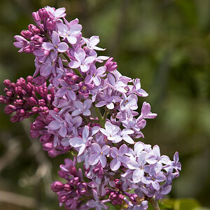 Lilacs_X5220937_05-22-2020-001.jpg