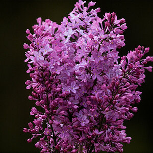 Lilacs_X5230960_05-23-2020-001.jpg