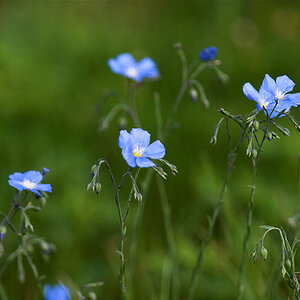 Blue_flax_X5230979_05-22-2020-001.jpg