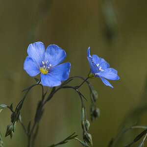 Blue_flax_X5230980_05-22-2020-001.jpg