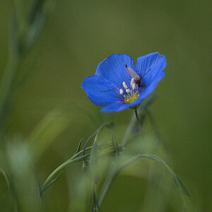 Blue_flax_X5230982_05-22-2020-001.jpg
