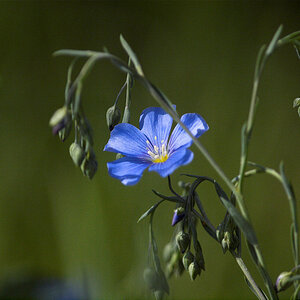 Blue_flax_X5230988_05-22-2020-001.jpg