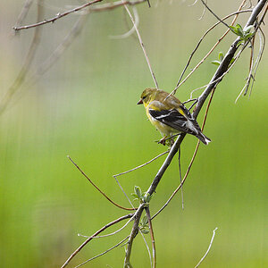 American_goldfinch_X5230965_05-23-2020-001.jpg