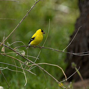 American_goldfinch_X5230969_05-23-2020-001.jpg