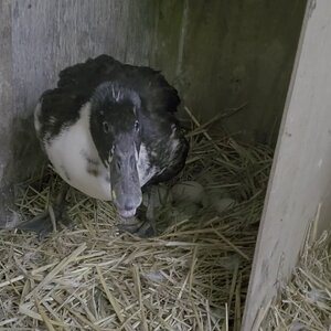 And another broody duck: Pommes Duck