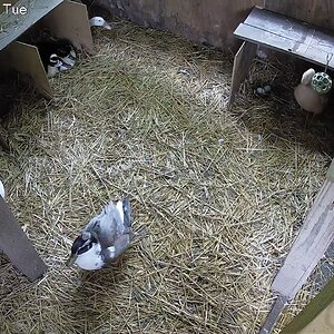 Pompom and Pinball Duck on the same nest and Blanca looking out of the neighboring nest box