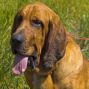 Bloodhound_Y5210468_05-21-2009-001.jpg