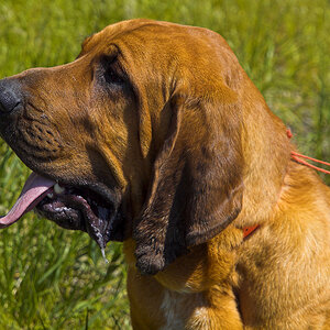 Bloodhound_Y5210471_05-21-2009-001.jpg