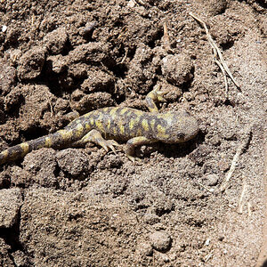 Tiger_salamander_X5291018_05-29-2020-001.jpg