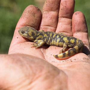 Tiger_salamander_X5291019_05-29-2020-001.jpg