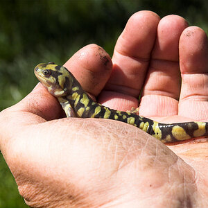 Tiger_salamander_X5291023_05-29-2020-001.jpg