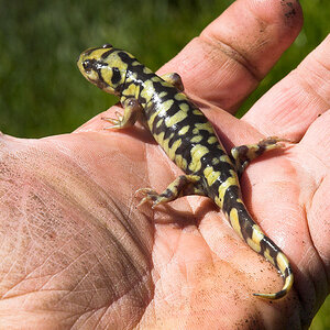 Tiger_salamander_X5291025_05-29-2020-001.jpg