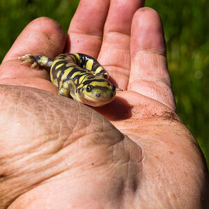 Tiger_salamander_X5291029_05-29-2020-001.jpg