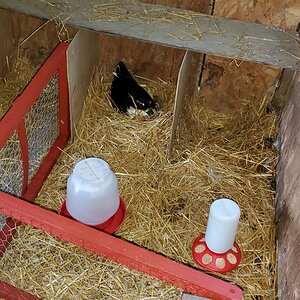 The little temporary nursery for the ducklings