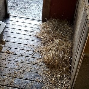 Addtional floorspace (camping area) for the grown up ducks