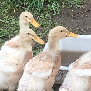 DucklingsCheckingOutTheDuck_Bill.JPG