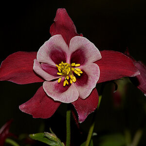 Columbine_X5311046_05-31-2020-001.jpg