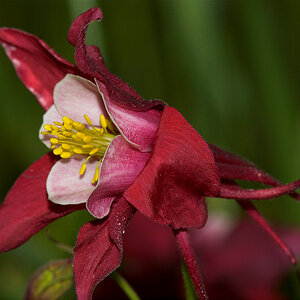 Columbine_X5311052_05-31-2020-001.jpg