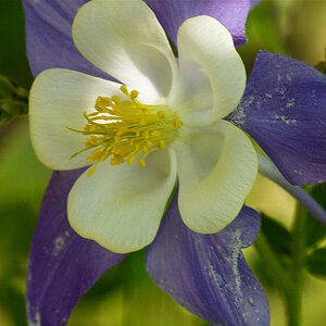 Rocky_mountain_columbine_U5304567_05-30-2020-001.jpg