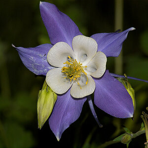 Rocky_mountain_columbine_X5311045_05-31-2020-001.jpg