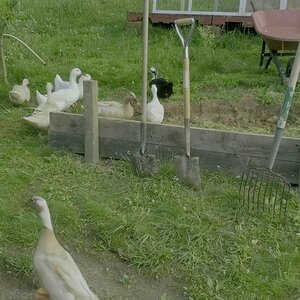 Gardening Ducks in the raised bed for the sweet potato plants