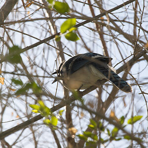Blue_jay_X6021095_06-02-2020-001.jpg