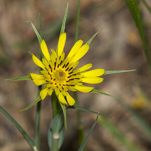 Salsify_X6021057_06-02-2020-001.jpg