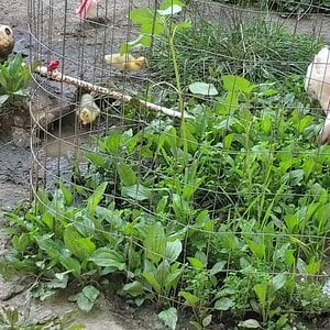 Four little ducklings explore the big world!