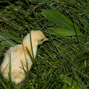 Sweetgrass_poult_X6041127_06-04-2020-001.jpg
