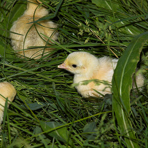 Sweetgrass_poult_X6041128_06-04-2020-001.jpg