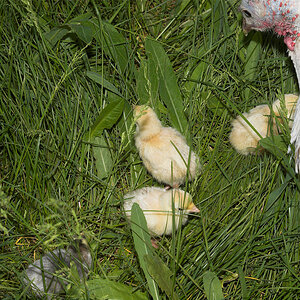 Sweetgrass_poult_X6041129_06-04-2020-001.jpg