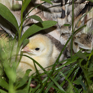 Sweetgrass_poult_X6041131_06-04-2020-001.jpg