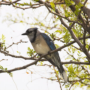 Blue_jay_X6021108_06-02-2020-001.jpg