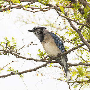 Blue_jay_X6021109_06-02-2020-001.jpg