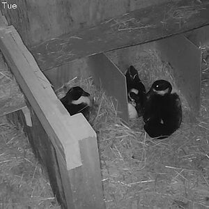 Pinball and PomPom Duck are keeping the babies warm overnight
