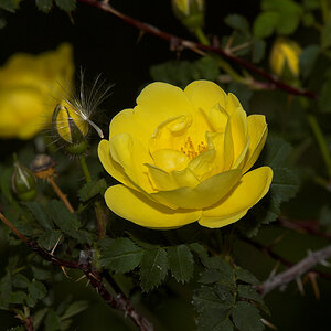 Harison's_yellow_rose_X6081164_06-08-2020-001.jpg