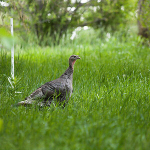 Wild_turkey_hen_X6091181_06-09-2020-001.jpg