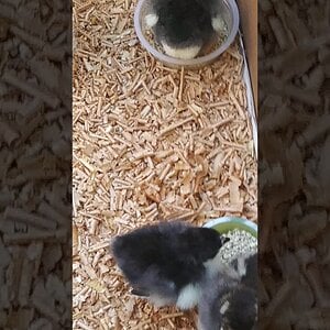Baby Chicks came today! first day in Brooder!