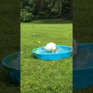 Bubba's Weekend at Grandma By The Rivers: The Duck Pool