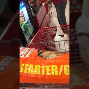 Bubba's Weekend at Grandma By The Rivers: Shopping!
