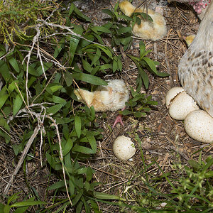Sweetgrass_hen_and_poult_X6111201_06-11-2020-001.jpg