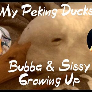 "Meet Bubba & Sissy" - My Peking Ducks - Dedication At End - Video