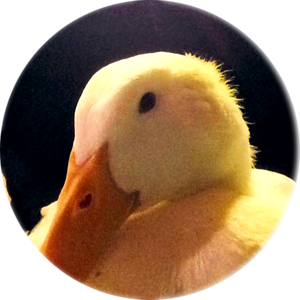 Bubba Profile Picture