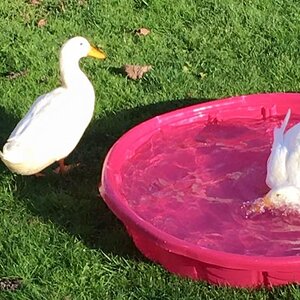 Not Sharing the Baby Pool