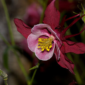 Columbine_X6111208_06-11-2020-001.jpg